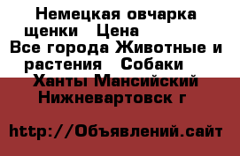 Немецкая овчарка щенки › Цена ­ 20 000 - Все города Животные и растения » Собаки   . Ханты-Мансийский,Нижневартовск г.